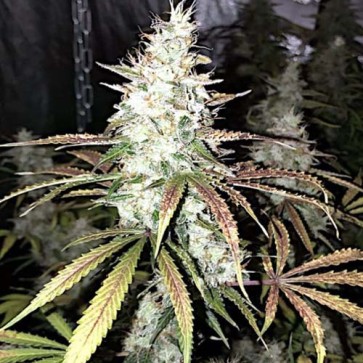Семена конопли Auto White Widow Feminised