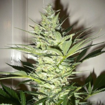 AK-47 Feminised Hemp Seeds