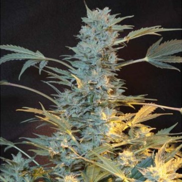 AK-47 Feminised Hemp Seeds
