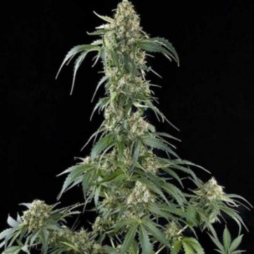 Amnesia Feminised Hemp Seeds