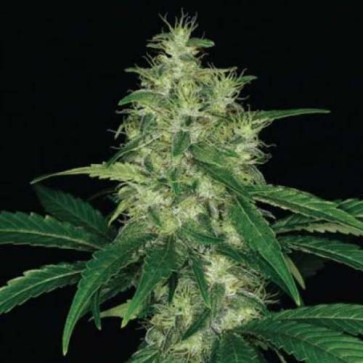 Amnesia Feminised Hemp Seeds