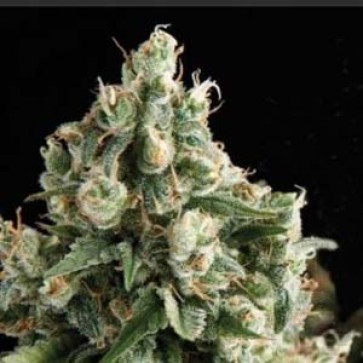 Насіння конопель Creative Reactor Feminised