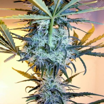 Насіння конопель Neuron Feminised