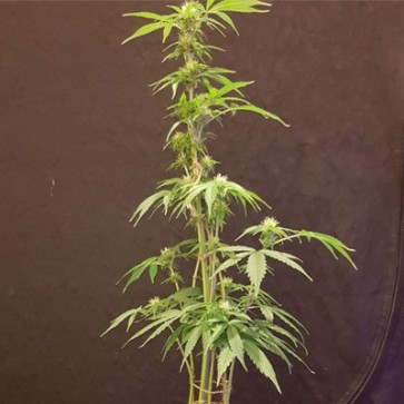 Семена конопли Alpujarrena Feminised