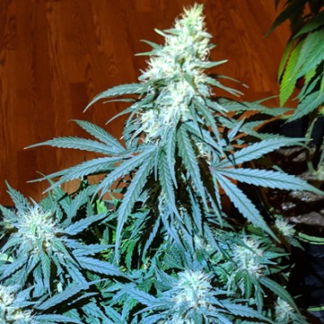 Семена конопли Anesthesia Feminised