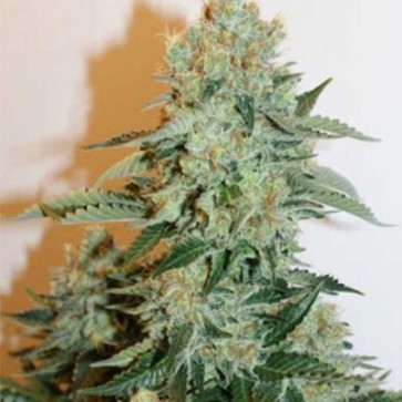 Семена конопли Anesthesia Feminised