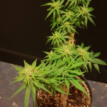 Семена конопли Auto Alpujarrena Feminised