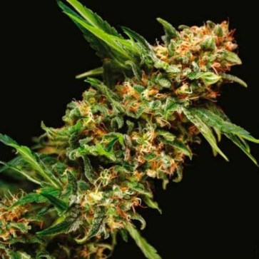 Семена конопли Auto Alpujarrena Feminised