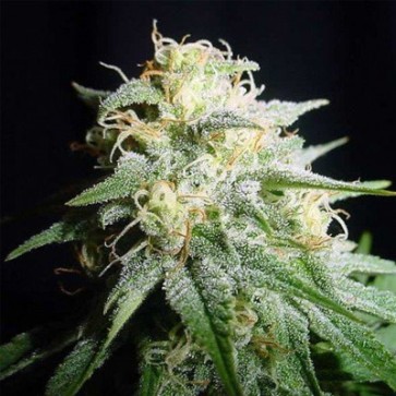 Семена конопли Auto American Pie Feminised