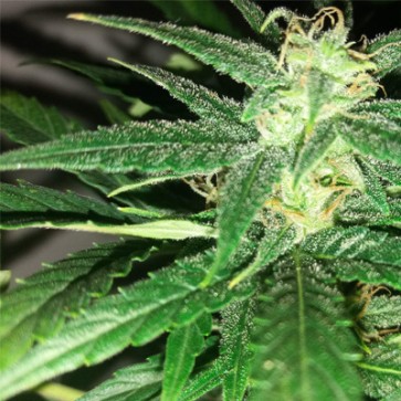 Семена конопли Auto Fresh Candy Feminised