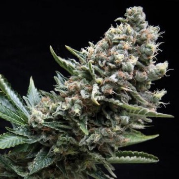 Семена конопли Auto Nefertiti Feminised
