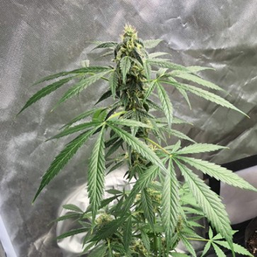 Семена конопли Auto New York City Feminised