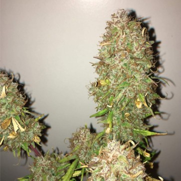 Auto Northern Lights Feminised Cannabis Seeds