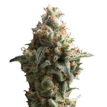 Семена конопли Auto Shark Feminised