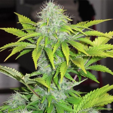 Auto CBD White Widow Feminised Hemp Seeds