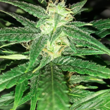 Семена конопли Fresh Candy Feminised