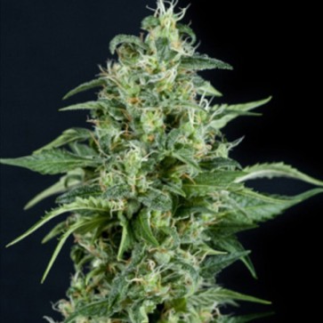 Семена конопли Kryptonite Feminised