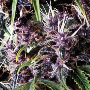 Насіння конопель Purple Feminised