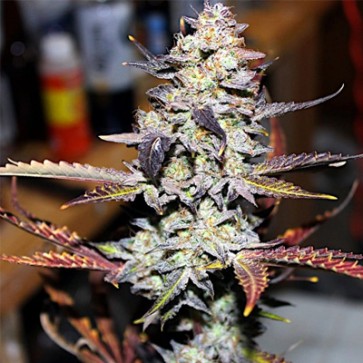 Семена конопли Shark Feminised