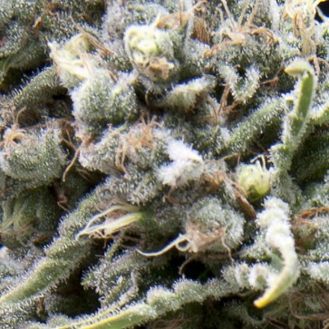 Семена конопли Auto White Widow Feminised