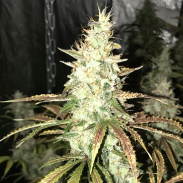 Семена конопли Auto White Widow Feminised