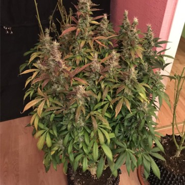 Семена конопли Auto White Widow Feminised
