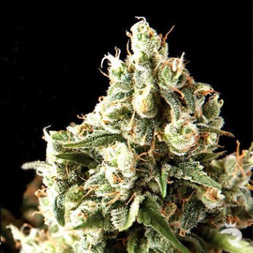 Семена конопли Lennon Feminised
