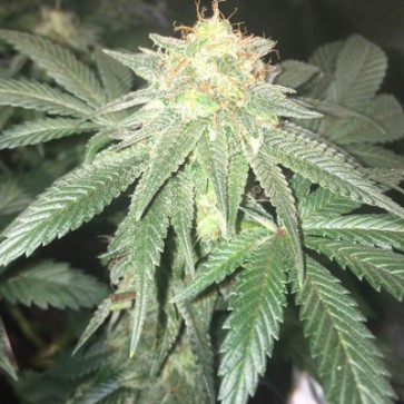 Насіння конопель Super OG kush Feminised