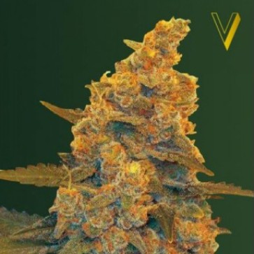 Семена конопли Auto Blue Dream Feminised 