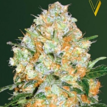 Насіння конопель Auto Bubblegum+ Pro Feminised