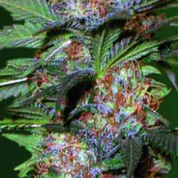 Насіння конопель Auto Caramelino Feminised