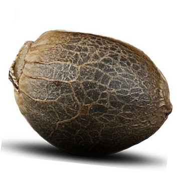 Насіння конопель Auto Blow Dream Feminised