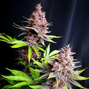 Насіння коноплі Purple Lemonade Fast Flowering