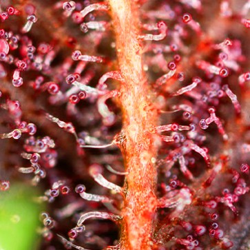 Семена конопли Red Hot Cookies Feminised