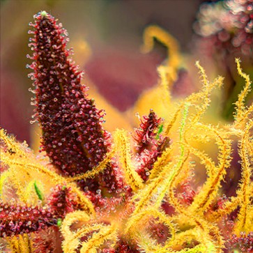 Семена конопли Auto Red Mimosa XL Feminised