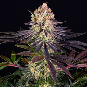 Runtz Feminised seeds