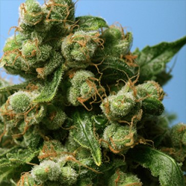 Семена конопли Sage N Sour Feminised Gold