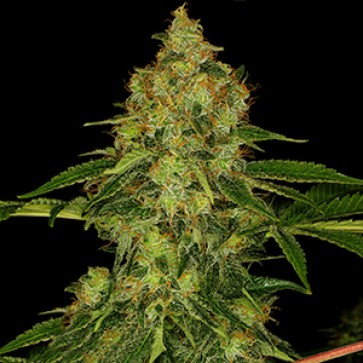 Насіння коноплі Shiskaberry Feminised Gold