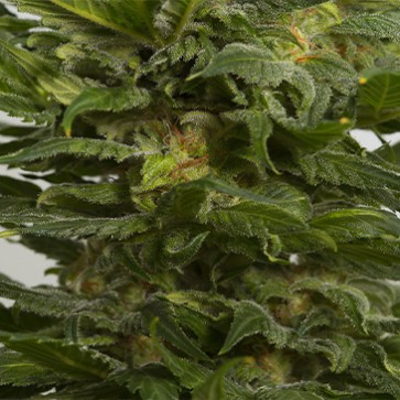 Auto Sour Diesel Feminised Hemp Seeds