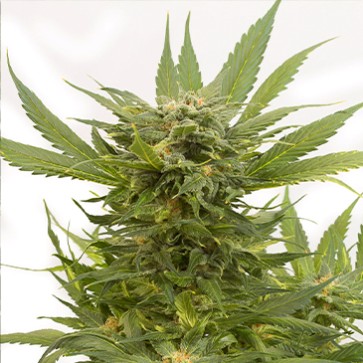 Auto Sour Diesel Feminised Hemp Seeds