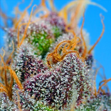 Семена конопли Strawberry Cola Sherbet Fast Flovering