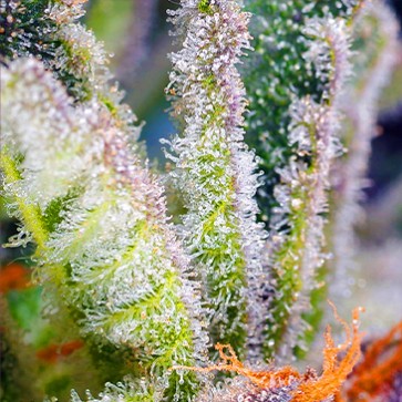 Семена конопли Sweet Mandarine Zkittlez Fast Flovering