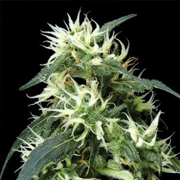 Семена конопли Auto Mango Feminised Silver