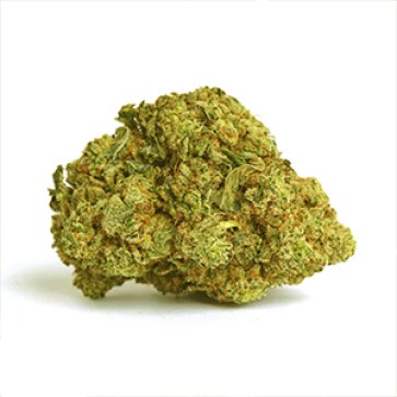 The Ultimate Feminised Gold Hemp Seeds