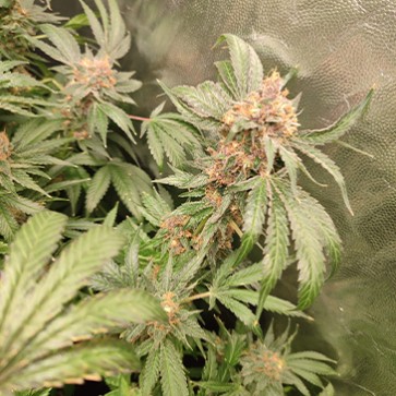 Насіння конопель Tropicana Cookies Fast Flowering