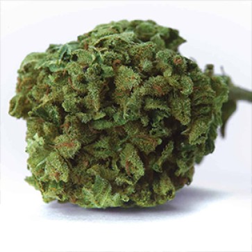 Насіння коноплі Wedding Cake Feminised Gold