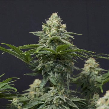 Насіння коноплі Wedding Cheesecake Fast Flowering