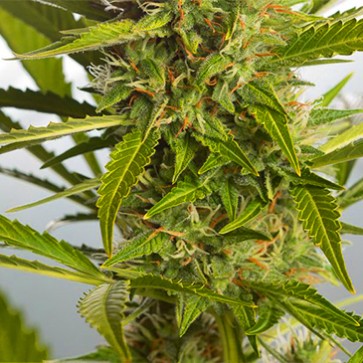 Auto White Widow XXL Feminised Hemp Seeds