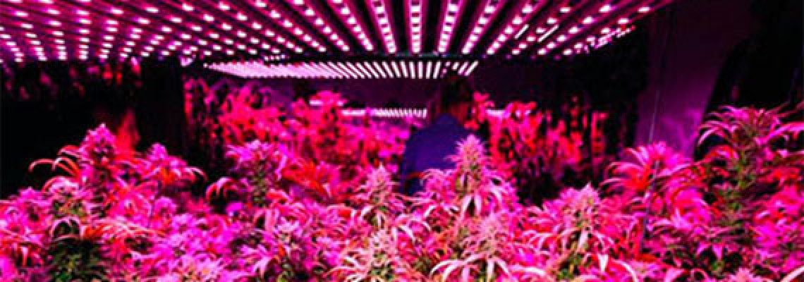 How to grow in growbox