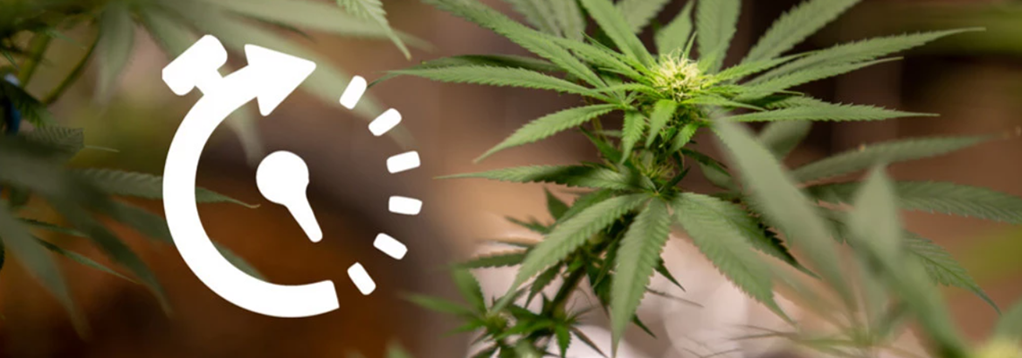 How long the flowering stage of cannabis lasts